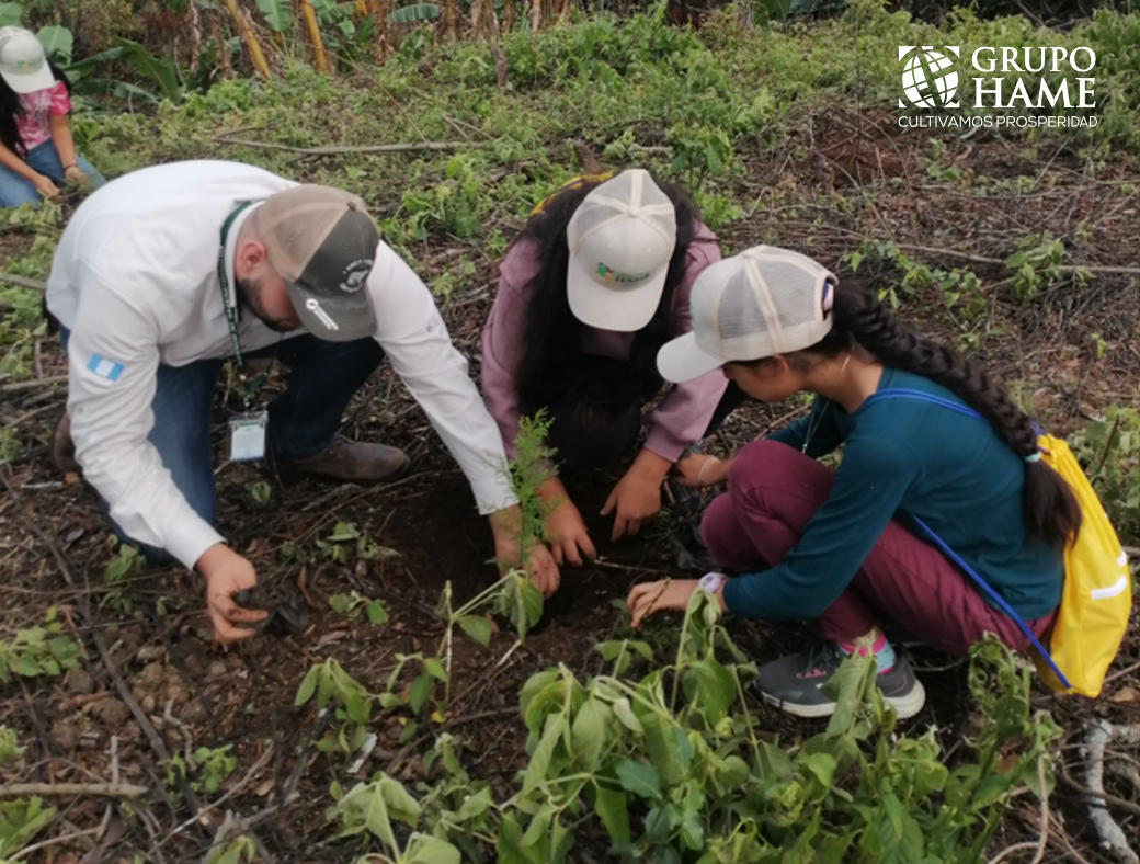 Reforestación Grupo HAME Fraijanes